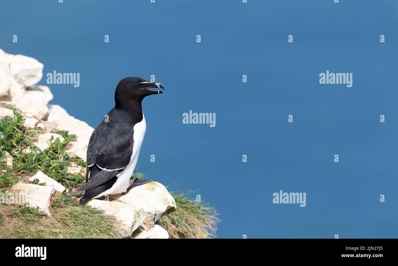 Close up of a Razorbill against clear blue background, Bempton, UK. Stock Photo