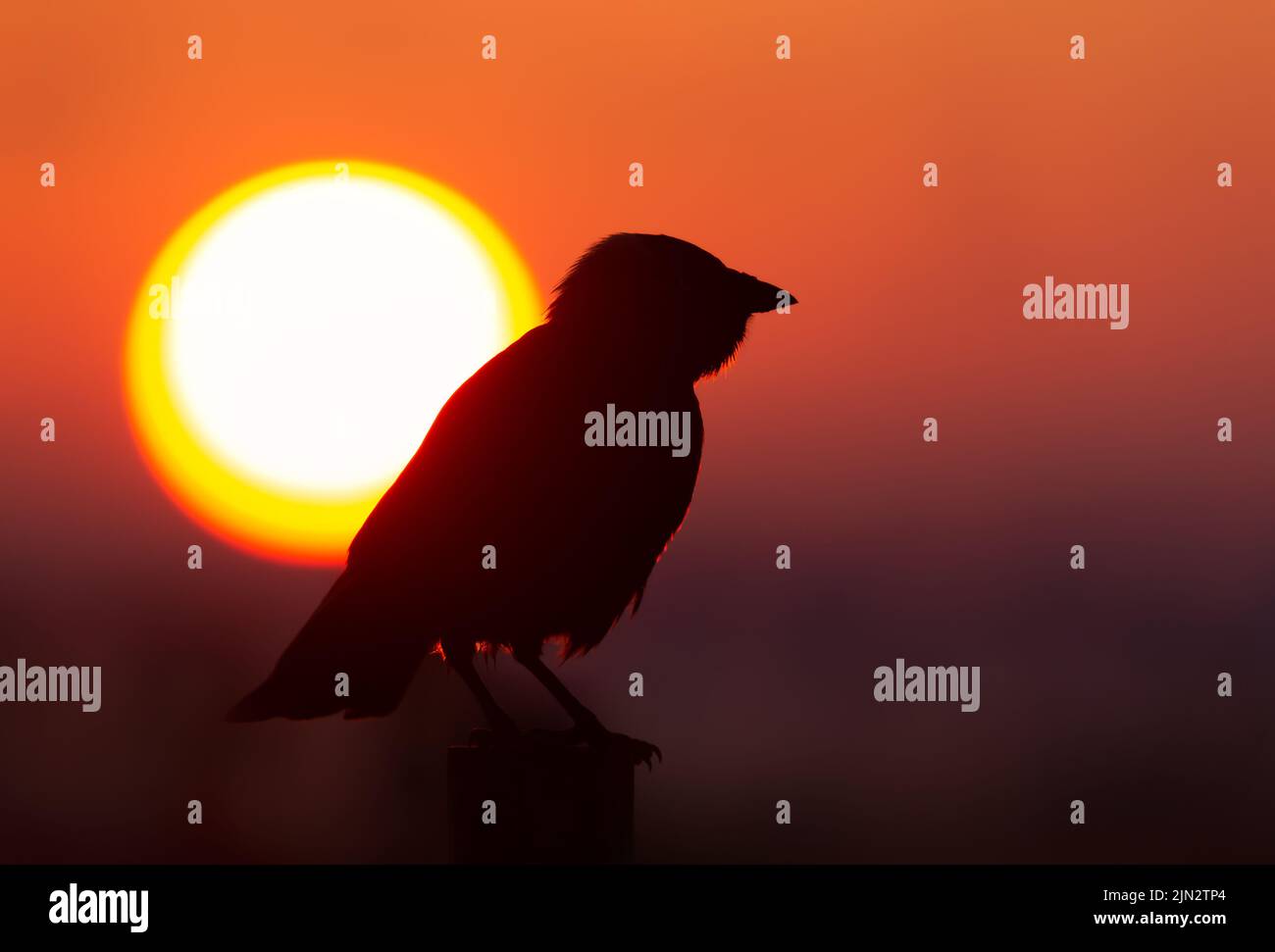 Silhouette a Jackdaw perched on a fence at sunset, UK. Stock Photo