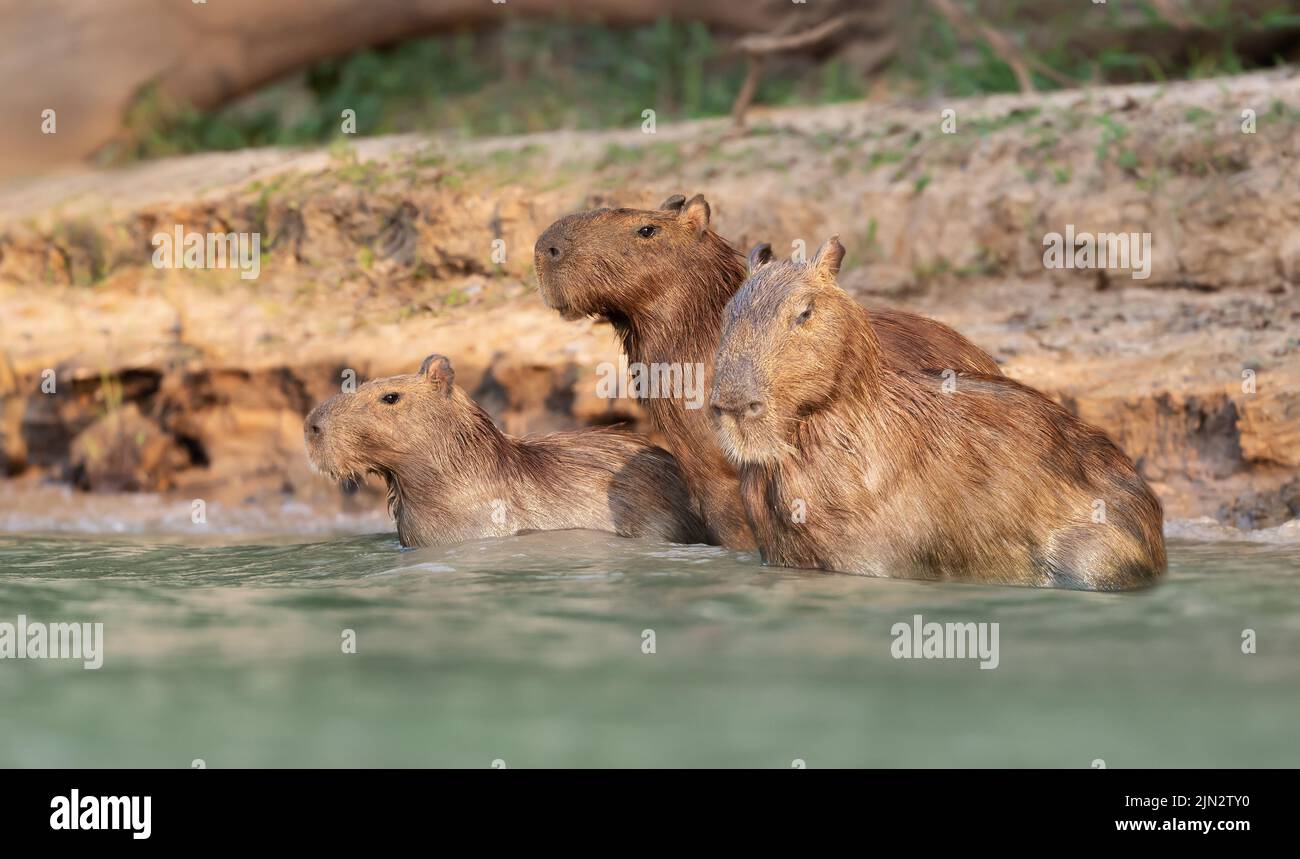 Group of Capybaras in water on a river bank, South Pantanal, Brazil. Stock Photo