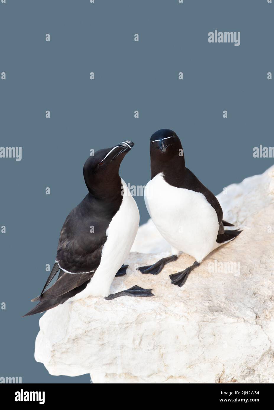 Close up of two Razorbills perched on an edge of a cliff, Bempton, UK. Stock Photo