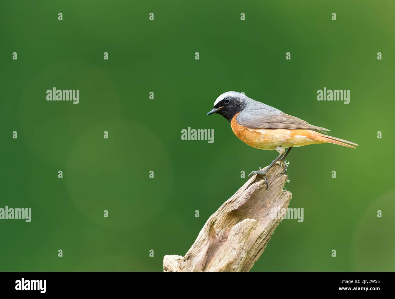 Close up of a Common Redstart perched on a tree trunk against green background, UK. Stock Photo