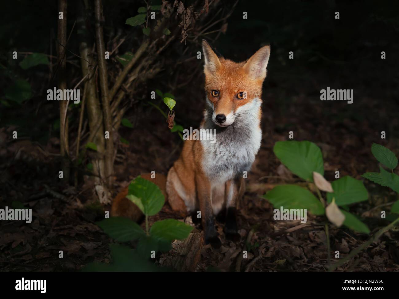 Close up of a Red fox (Vulpes vulpes) in forest in the evening, UK. Stock Photo