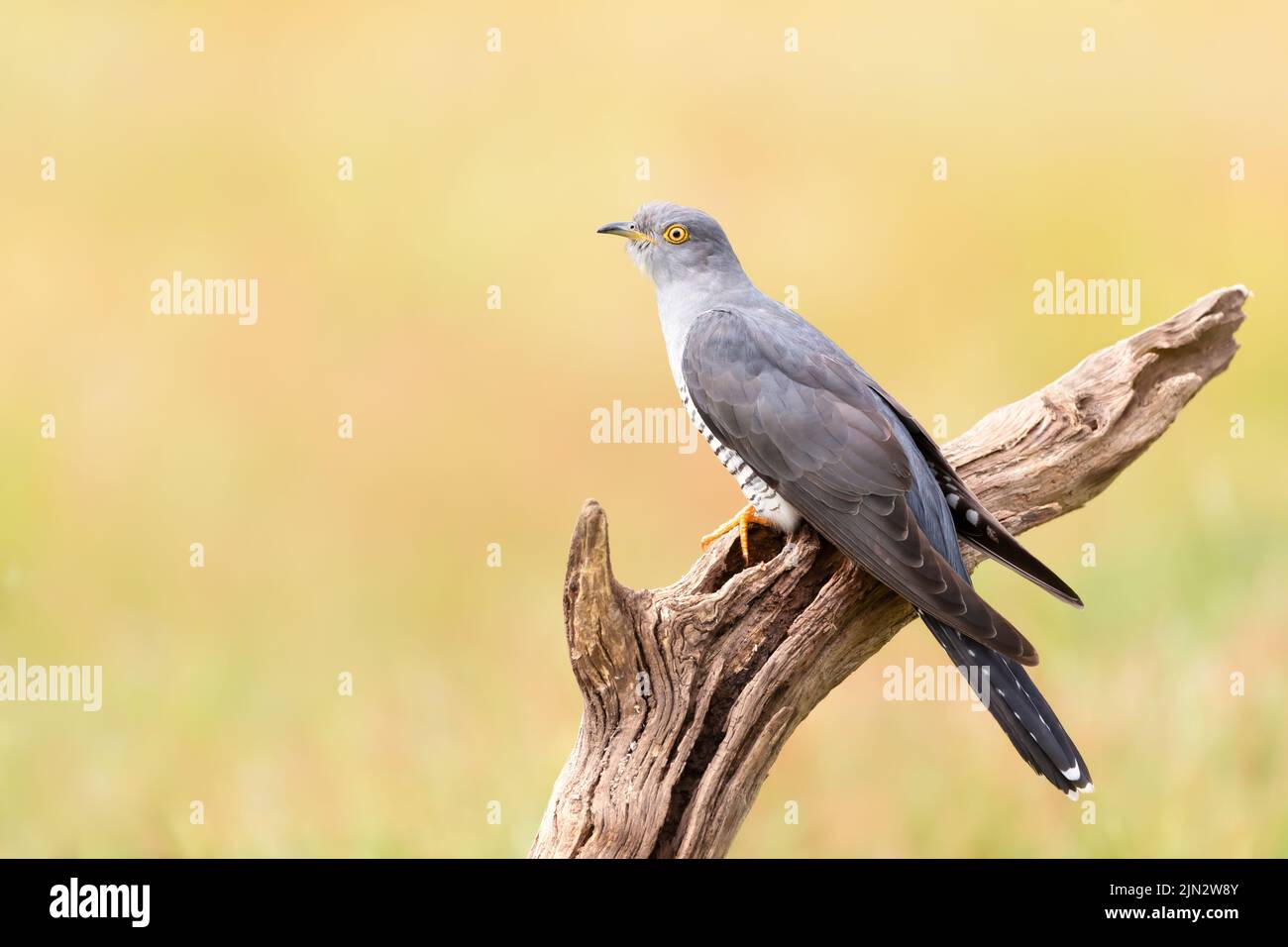 Close up of a Common Cuckoo perched on a tree branch, UK. Stock Photo