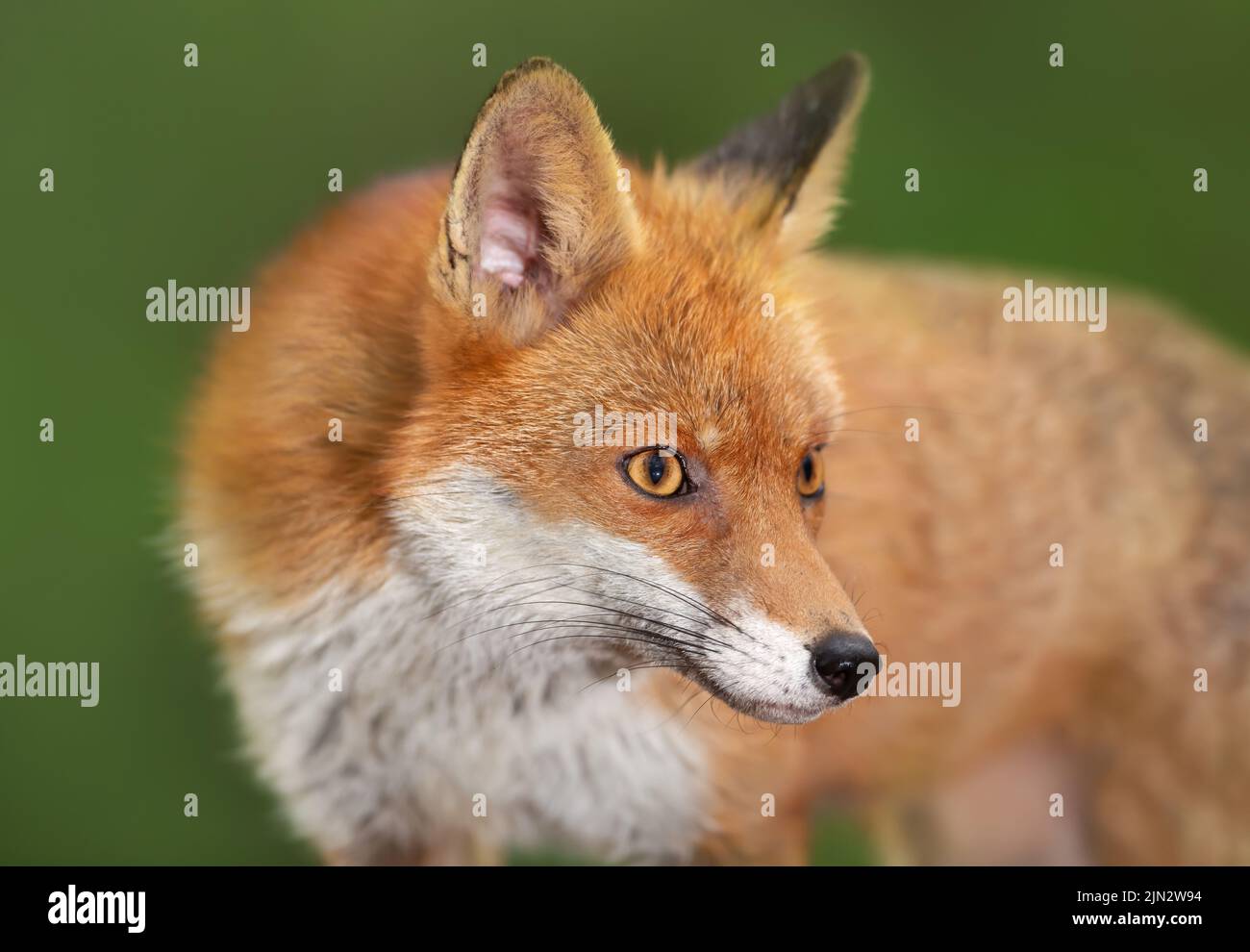 Portrait of a Red fox (Vulpes vulpes) against green background, UK. Stock Photo