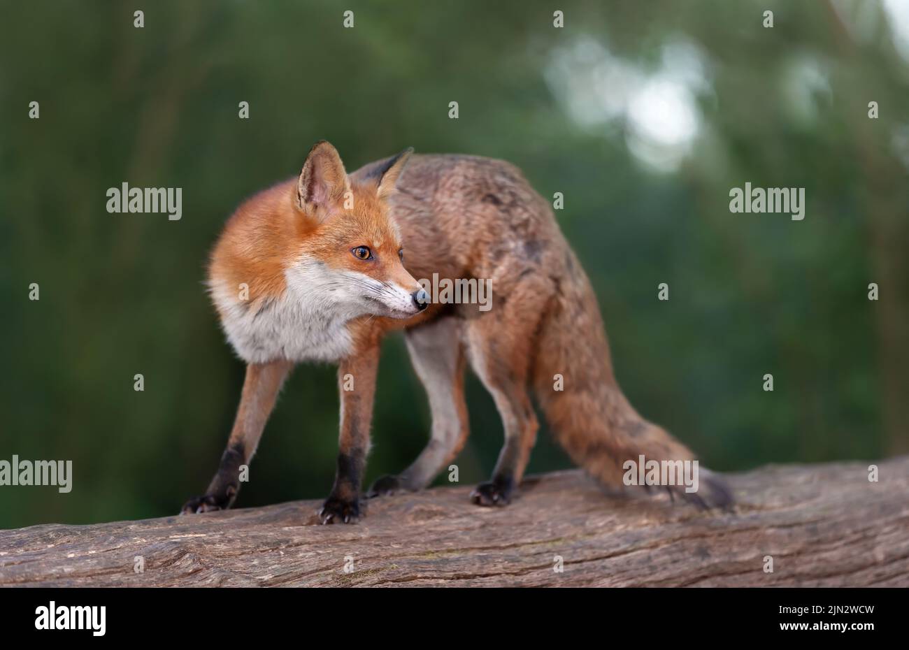 Close up of a Red fox (Vulpes vulpes) on a tree in a forest, UK. Stock Photo