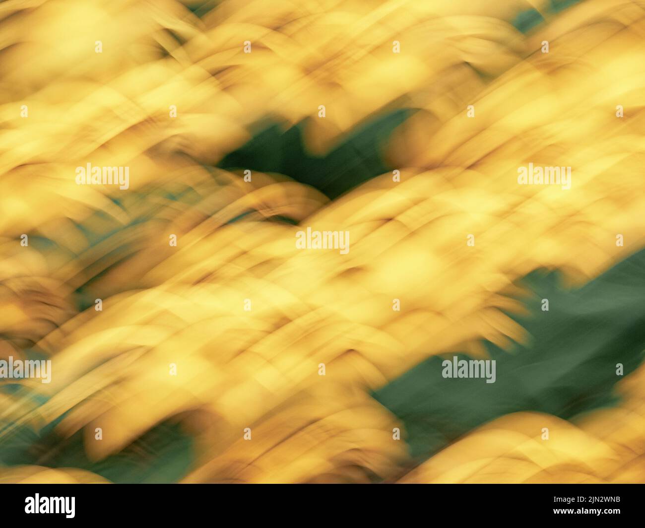 Blurred or blurry yellow flowers, abstract and colorful for a background or abstract pattern or texture. Stock Photo