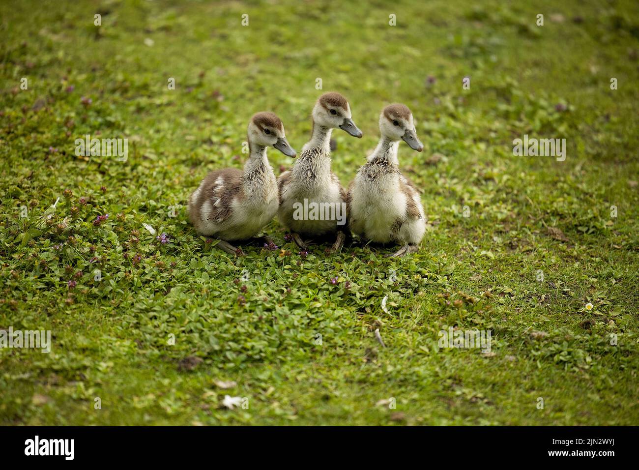 Tiny ducks hi-res stock photography and images - Alamy