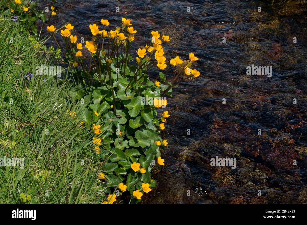 Marsh-marigold with yellow flowers in a grassy field along a calmly flowing mountain stream Stock Photo