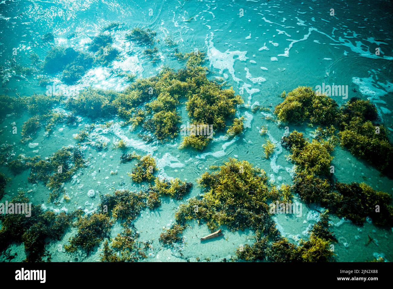 seaweed on the shallow ocean water shore at sunlight Stock Photo