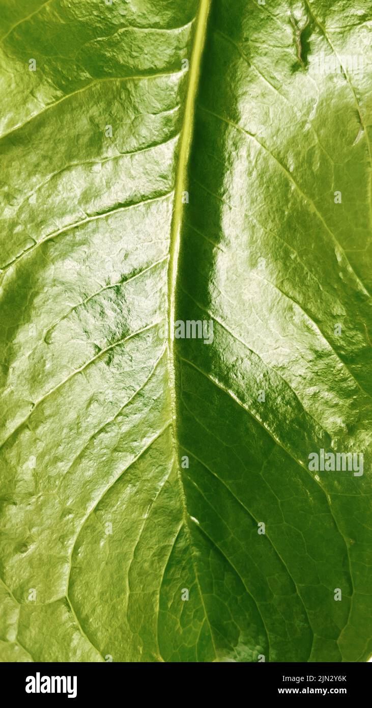 Green tropical leaf hi-res stock photography and images - Alamy