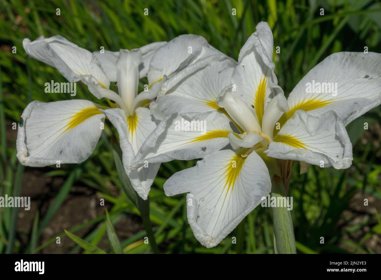 Japanese Iris, Iris ensata 'Utamaro', White, Irises, Ornamental, Flags Stock Photo
