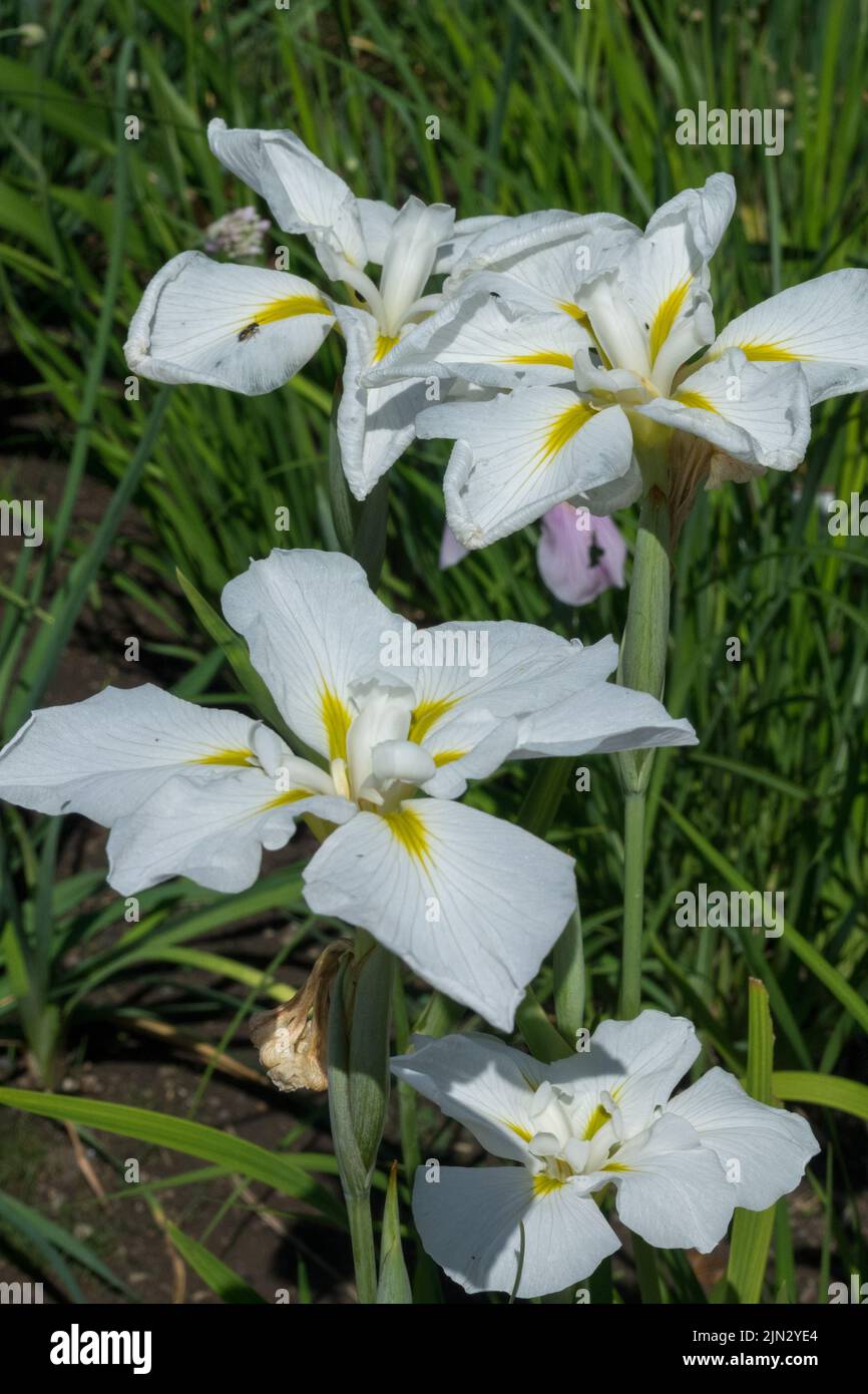 Iris ensata 'Utamaro', Japanese Iris White Yellow Iris Flower Iris kaempferi Stock Photo