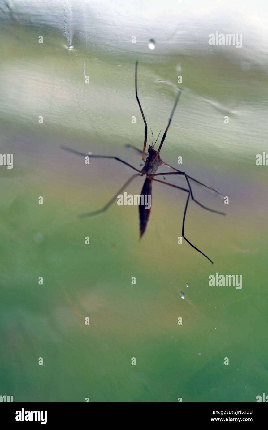 Daddy longlegs tipula paludosa hi-res stock photography and images - Alamy