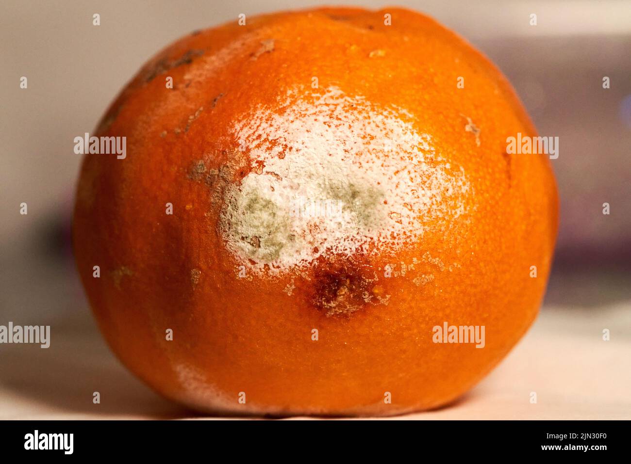 Orange spoiled by overripe with mold Stock Photo