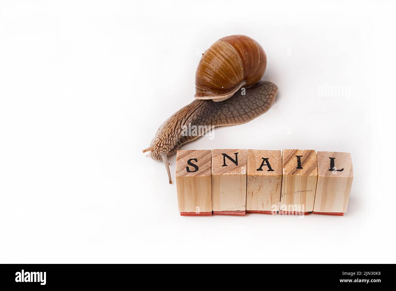 Closeup shot word snail hi-res stock photography and images - Alamy