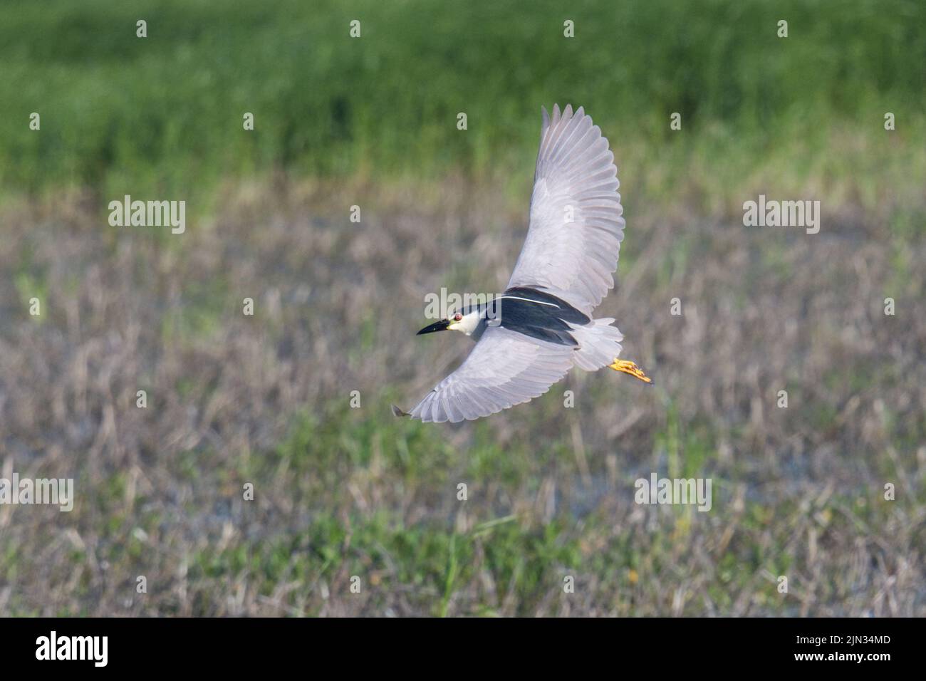 Blackcrowned Night Heron flying over marsh with wings outstretched