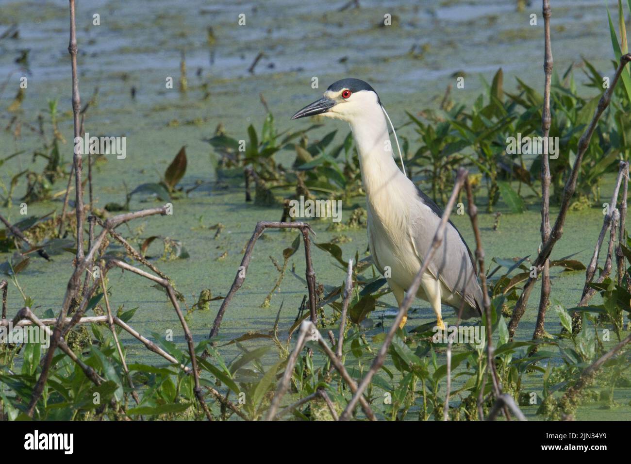 Blackcrowned Night Heron adult up close in marsh • Montezuma NWR, NY
