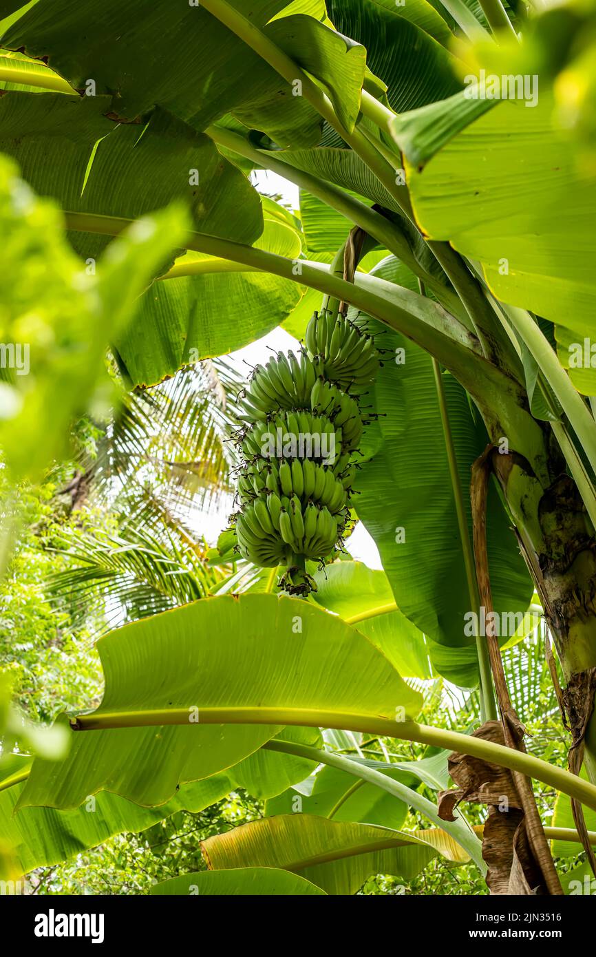 A beautiful view of green bananas growing on a banana tree in a home