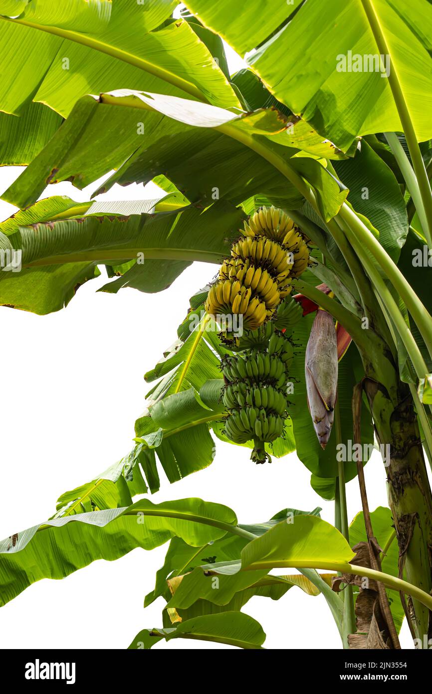 A bananas with banana flower on banana tree on white background Stock Photo  - Alamy