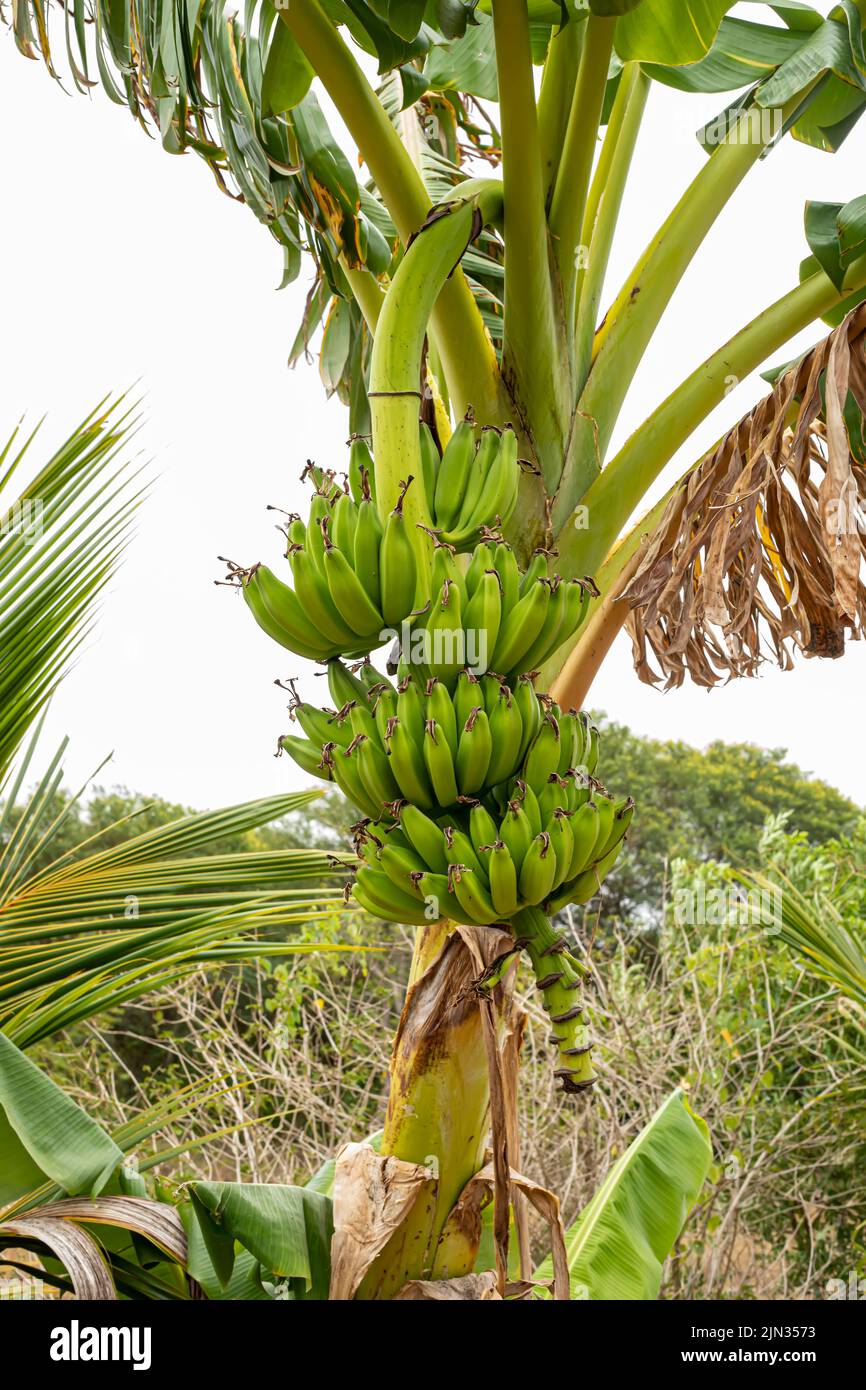 Bananas. View of beautiful bananas in the garden in the morning on the