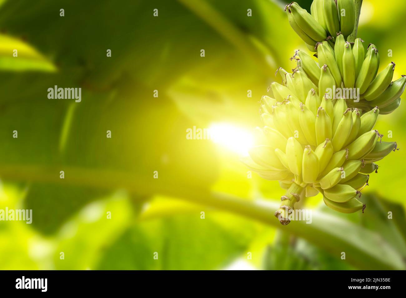 A green bananas on a banana tree against sunlight in an agricultural garden in India Stock Photo