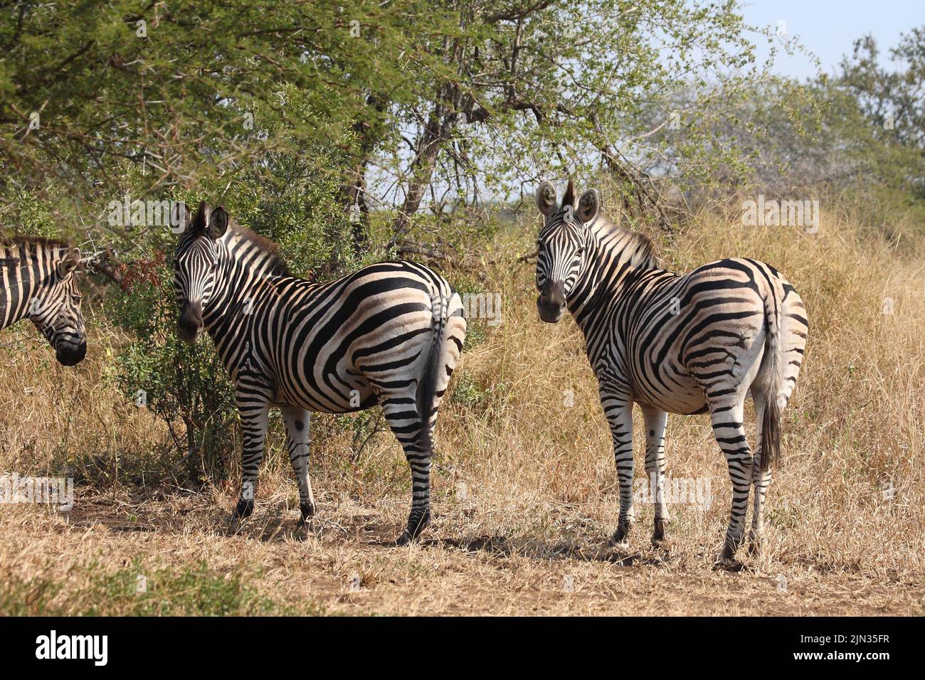 Steppenzebra / Burchell's zebra / Equus quagga burchellii Stock Photo ...