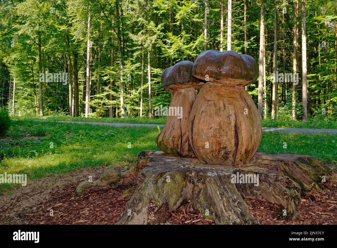 extraordinary porcini mushrooms from bavaria - Erlesene Steinpilze aus Bayern - not suitable for eating Stock Photo