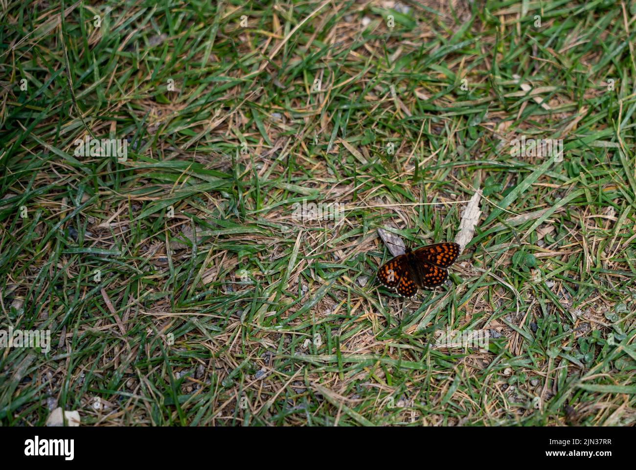 detailed close up of a False Heath Fritillary butterfly (Melitaea diamina) Stock Photo