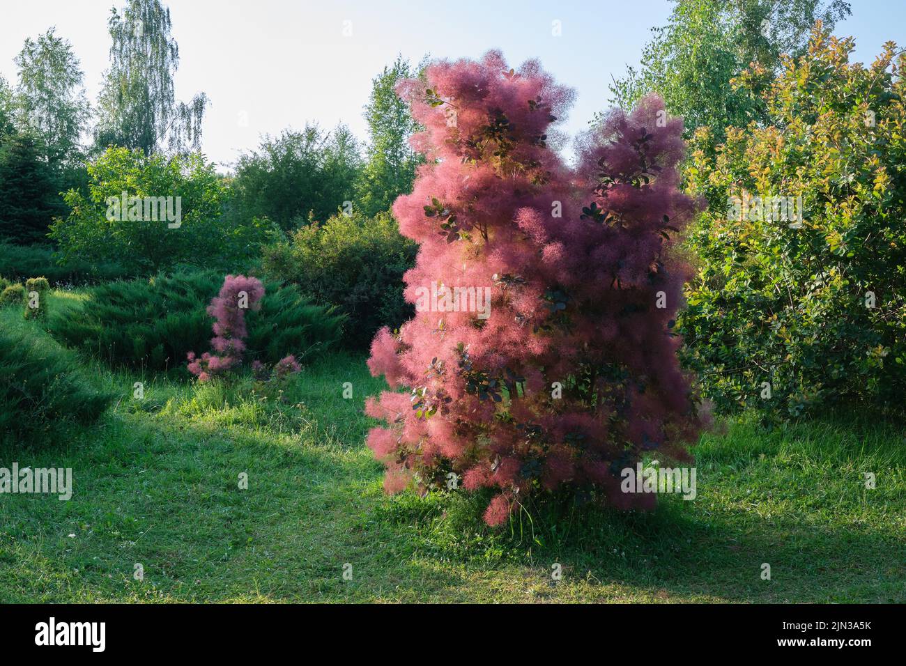 Beautiful blooming scumpia tree in summer garden. Latin name of skumpia -  Cotinus coggygria. Stock Photo