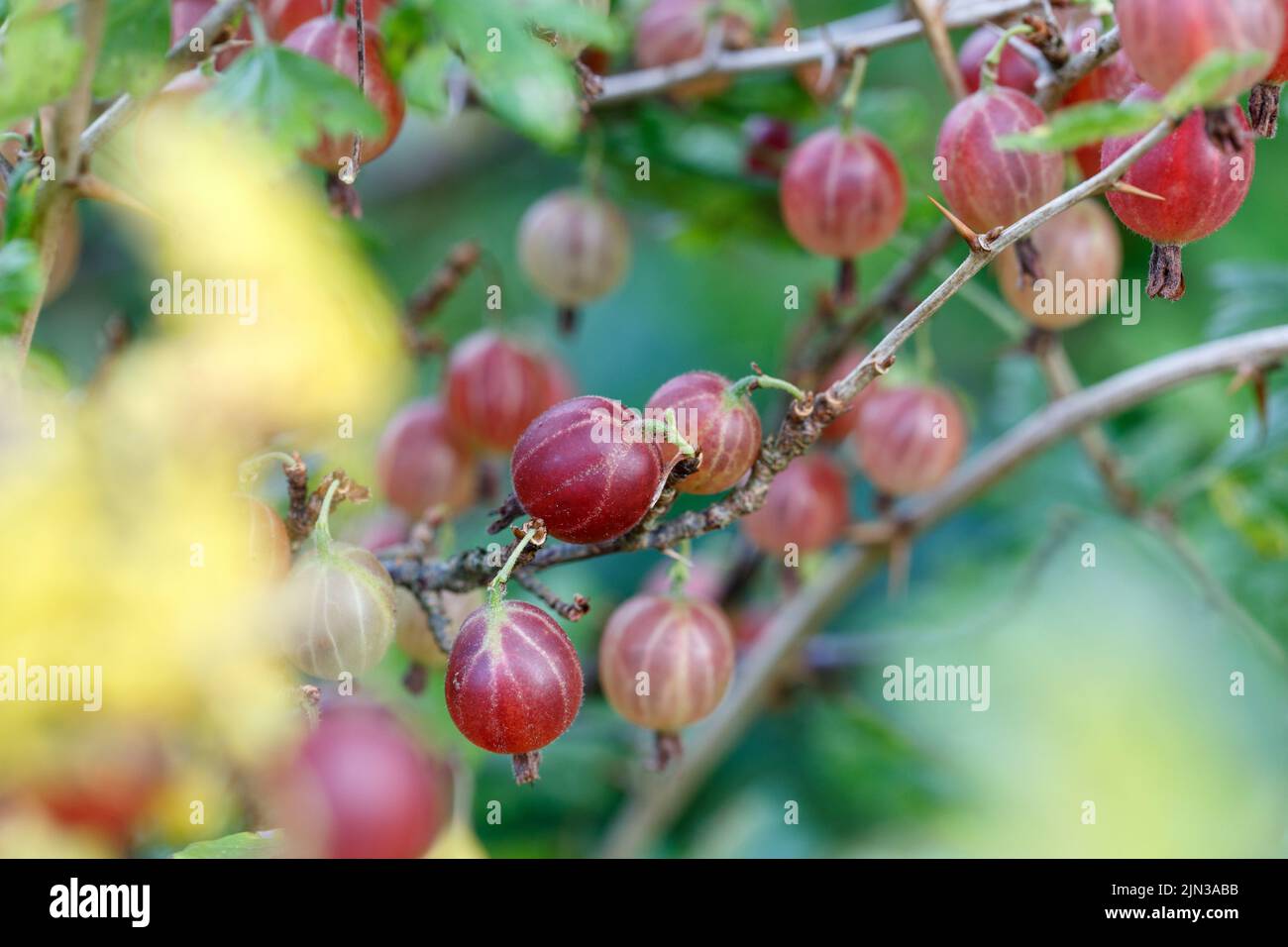 Fresh gooseberry on a branch of a gooseberry Bush in the garden. Close-up view of organic gooseberry berries hanging on a branch under the leaves Stock Photo