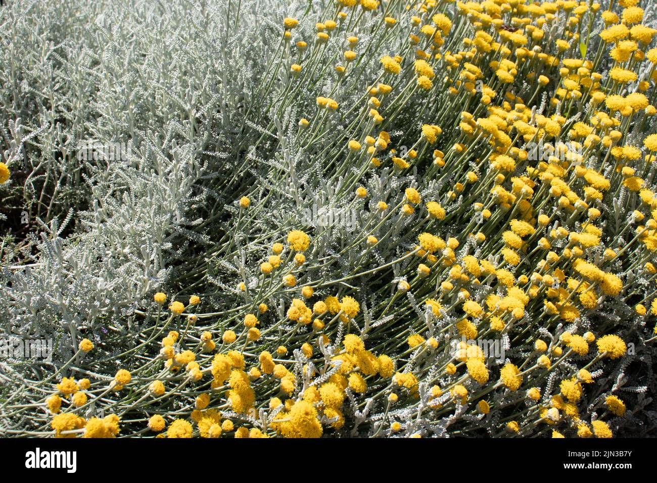 Lavender cotton santolina chamaecyparissus hires stock photography and