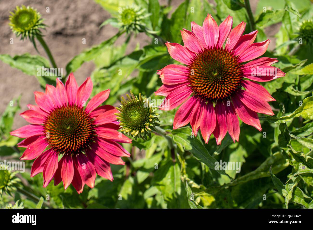 Echinacea purpurea pink flowers in the summer herbal garden. Beautiful natural floral background with medicinal plant Red Sun Hat. Close up Stock Photo