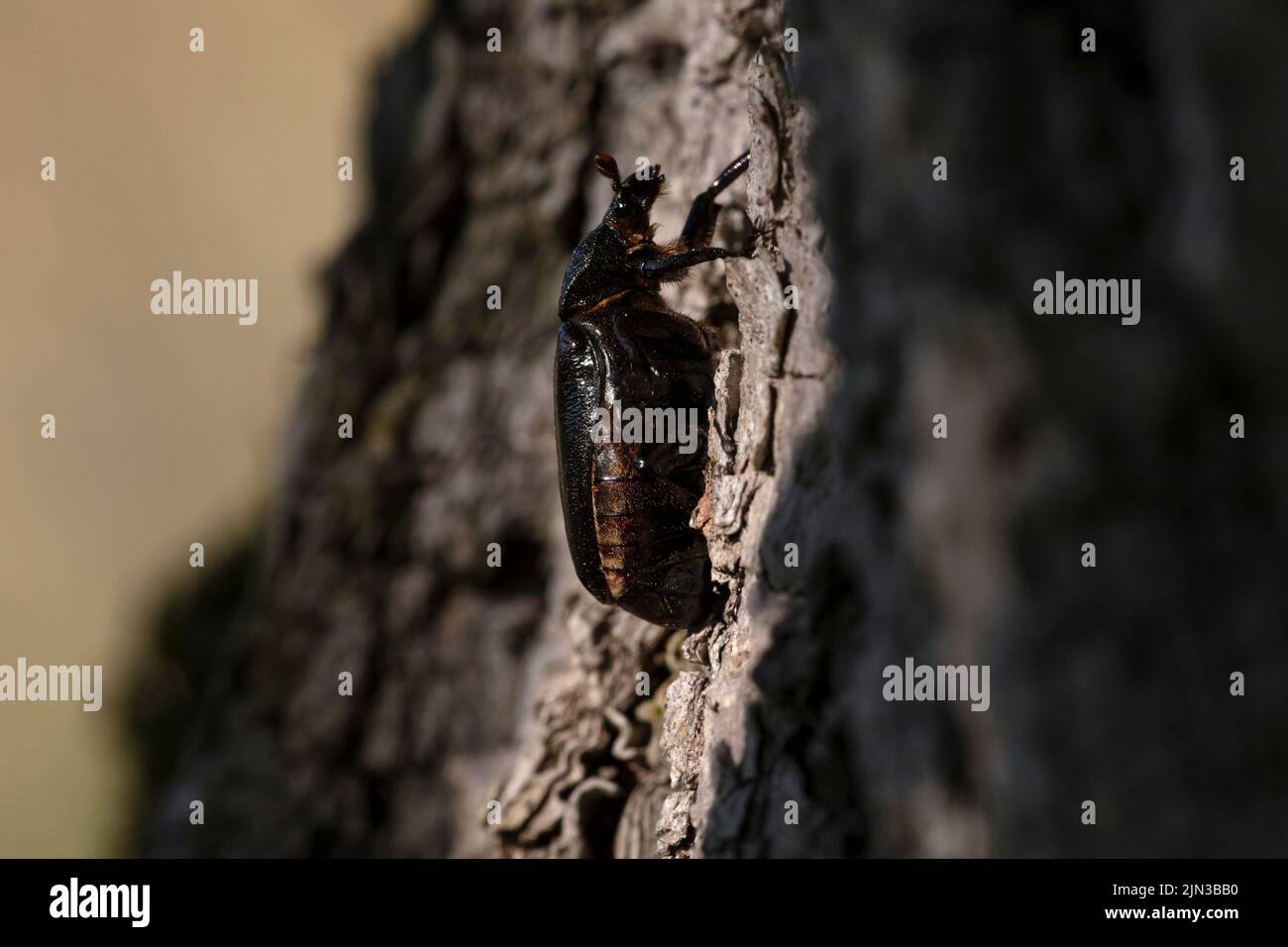 IUCN Red List and EU Habitats Directive insect specie Hermit beetle Osmoderma eremita (sin. O.barnabita) on oak tree bark. This black beetle is dwelle Stock Photo