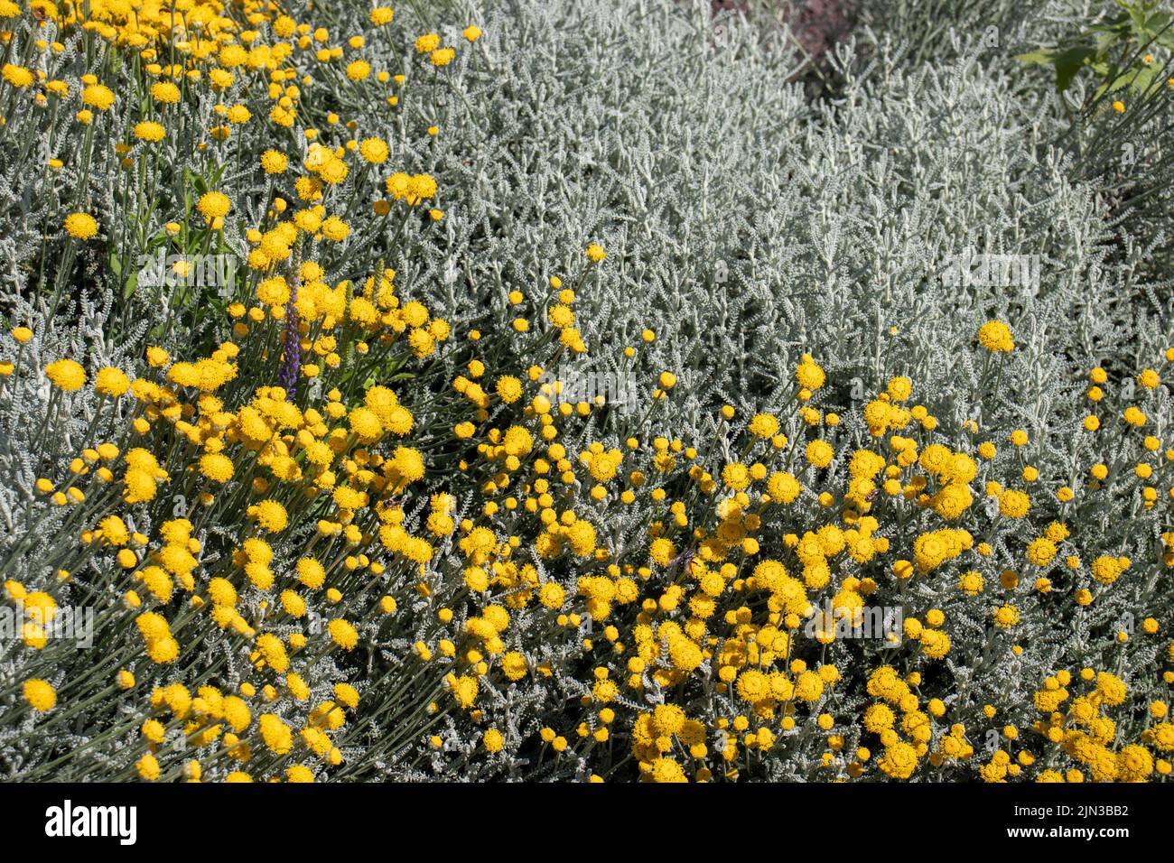 Grey santolina chamaecyparissus cotton lavender yellow flowers in the
