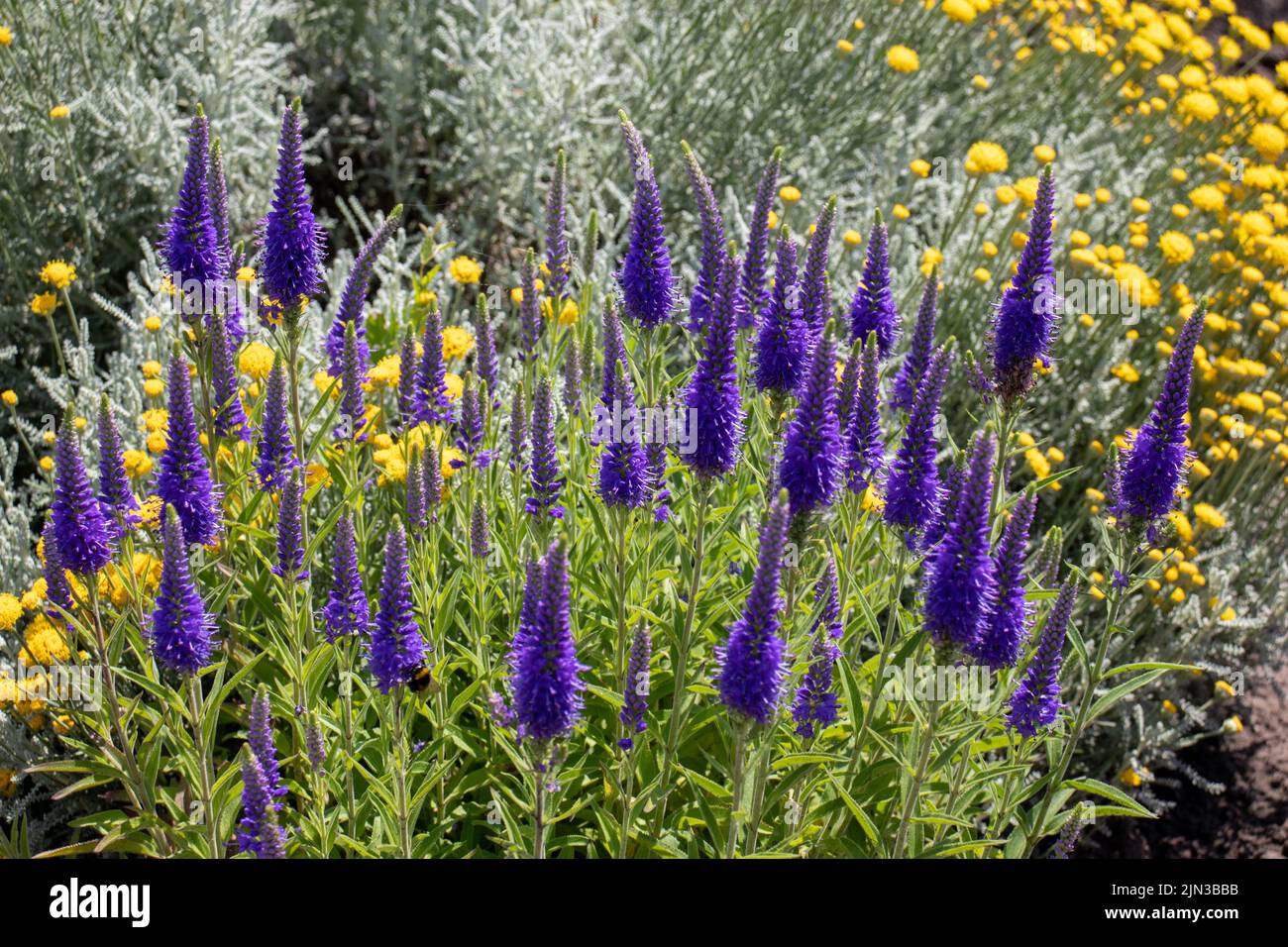 Purple veronica flowers in the summer garden.  Natural floral background. Stock Photo