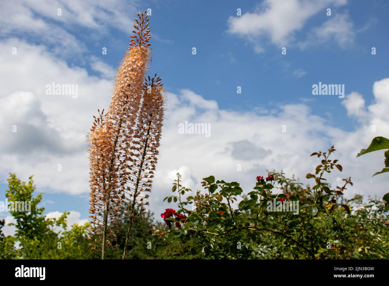 Tall upright flower spikes hi-res stock photography and images - Alamy