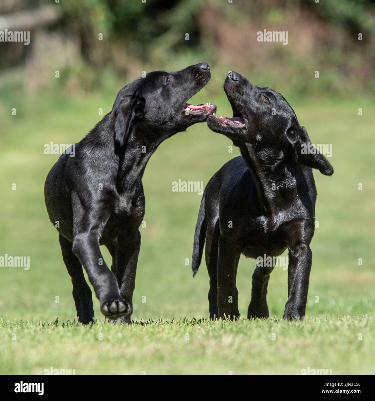 Black labrador retriever puppies Stock Photo