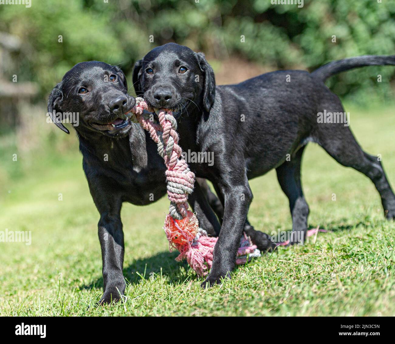 Black labrador retriever puppies playing with a toy Stock Photo
