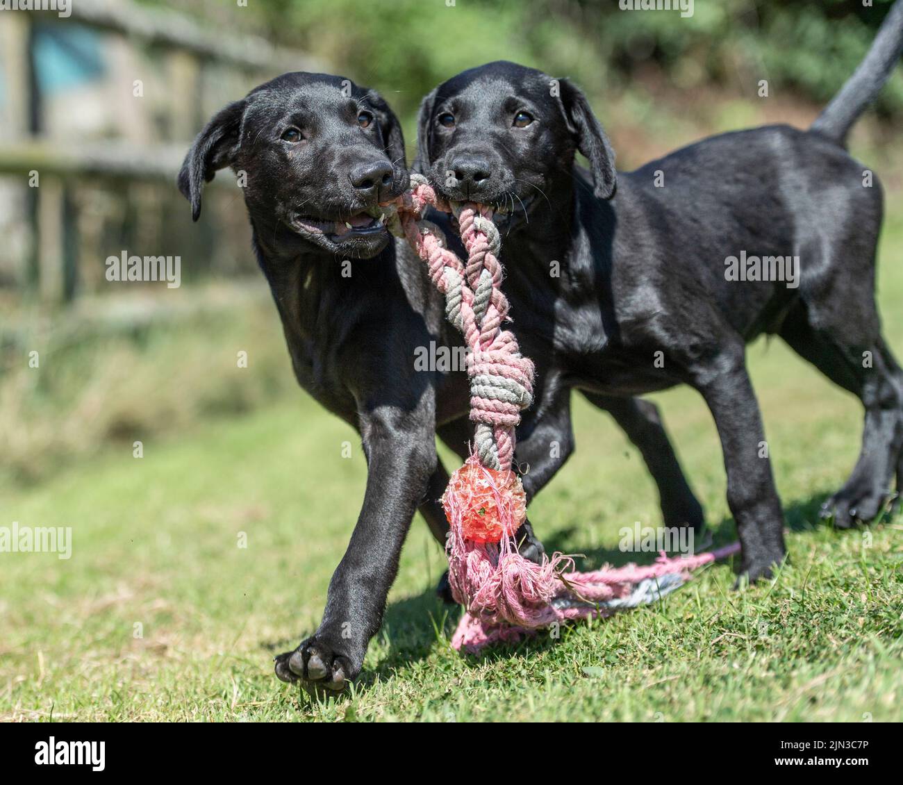 black-labrador-retriever-puppies-playing-with-a-toy-stock-photo-alamy