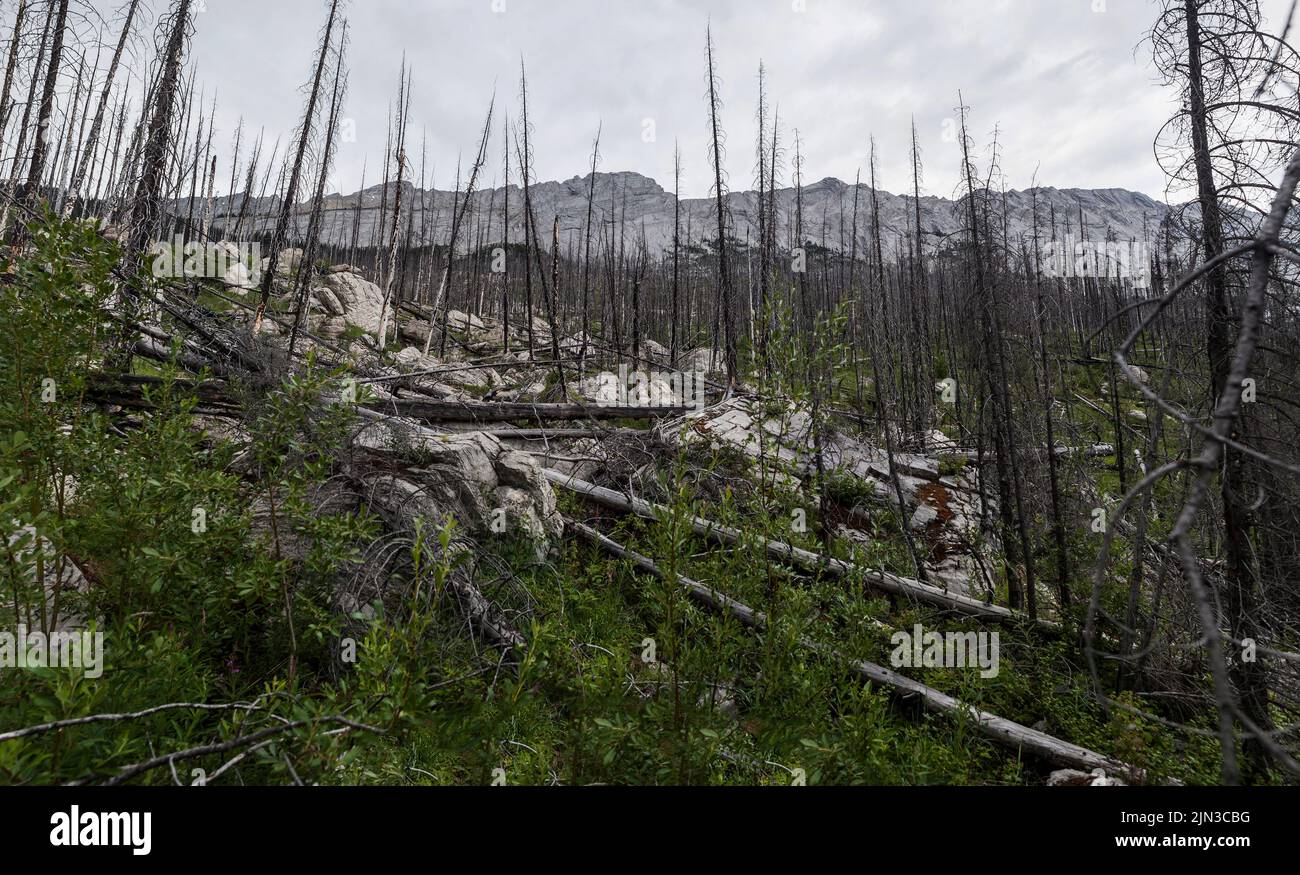 Pine trees killed by bark beetles in Jasper National Park, Alberta Stock Photo
