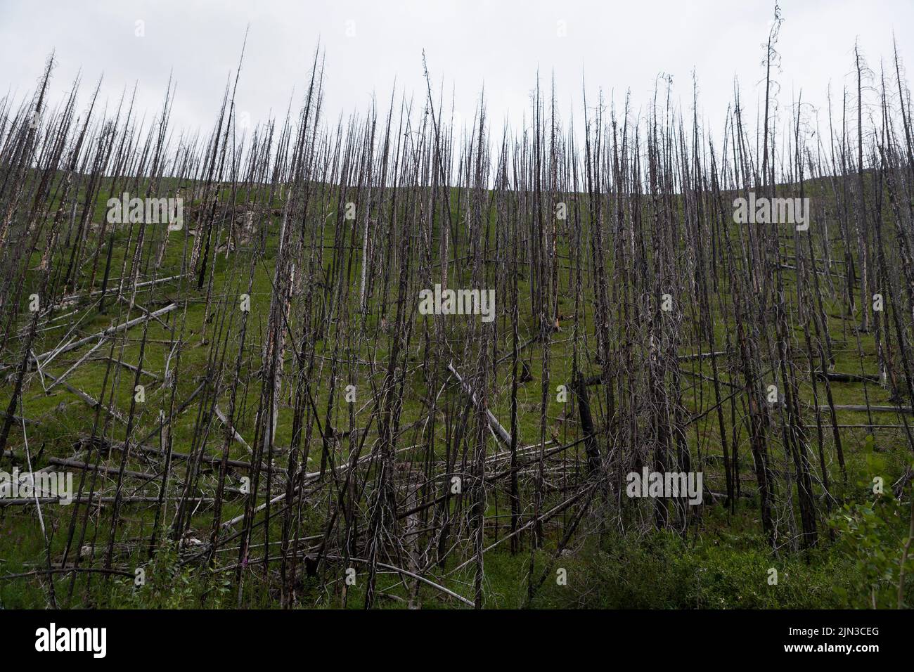 Pine trees killed by bark beetles in Jasper National Park, Alberta Stock Photo