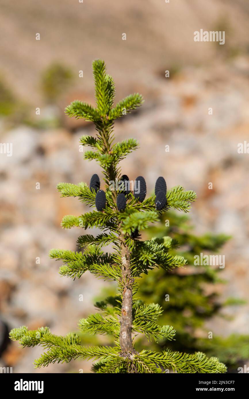 Rocky Mountain fir tree cones Stock Photo
