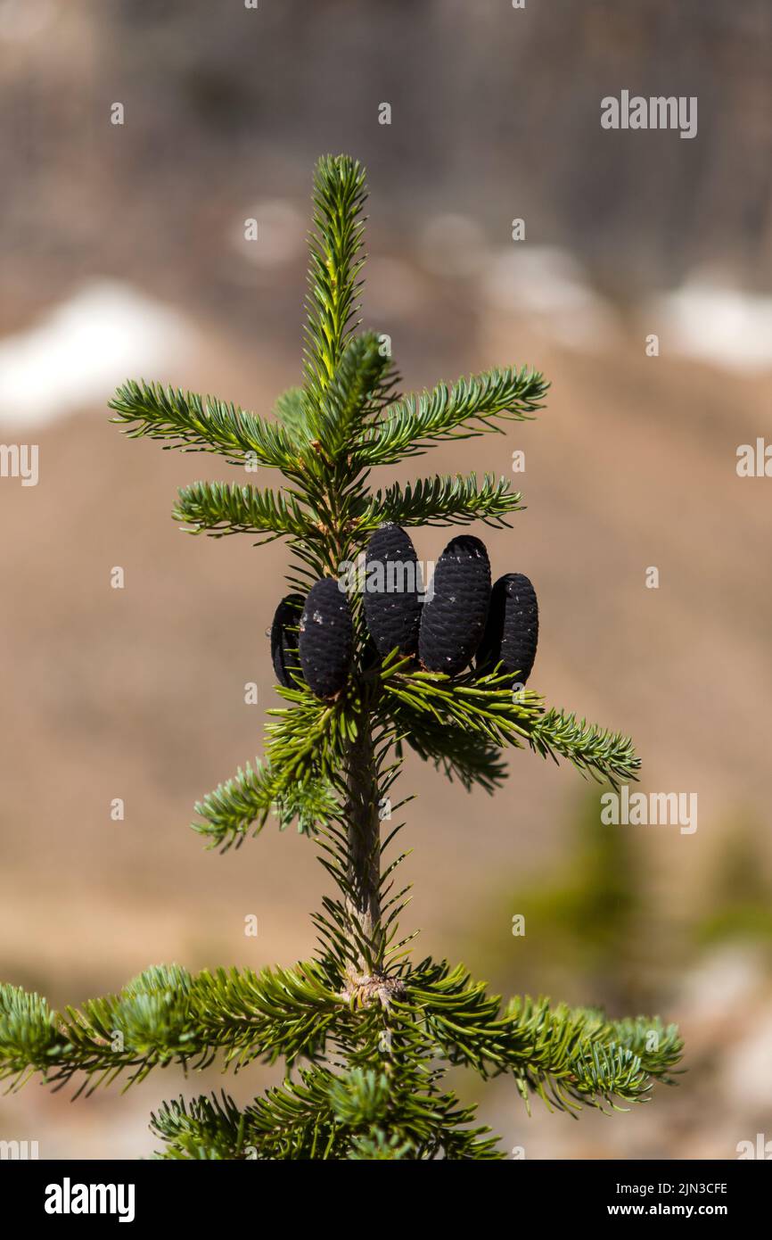 Rocky Mountain fir tree cones Stock Photo