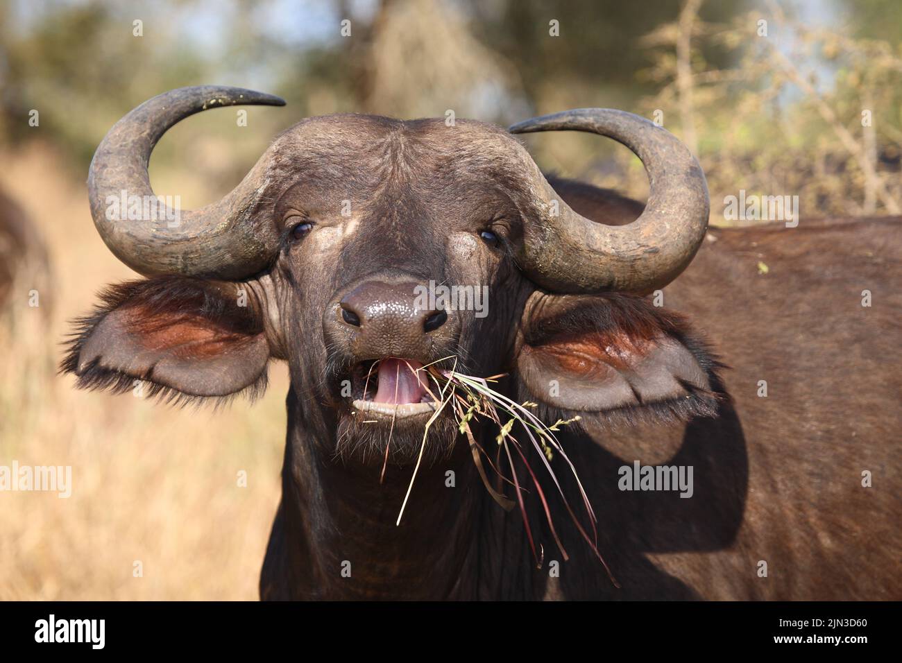 Kaffernbüffel / African buffalo / Syncerus caffer Stock Photo - Alamy