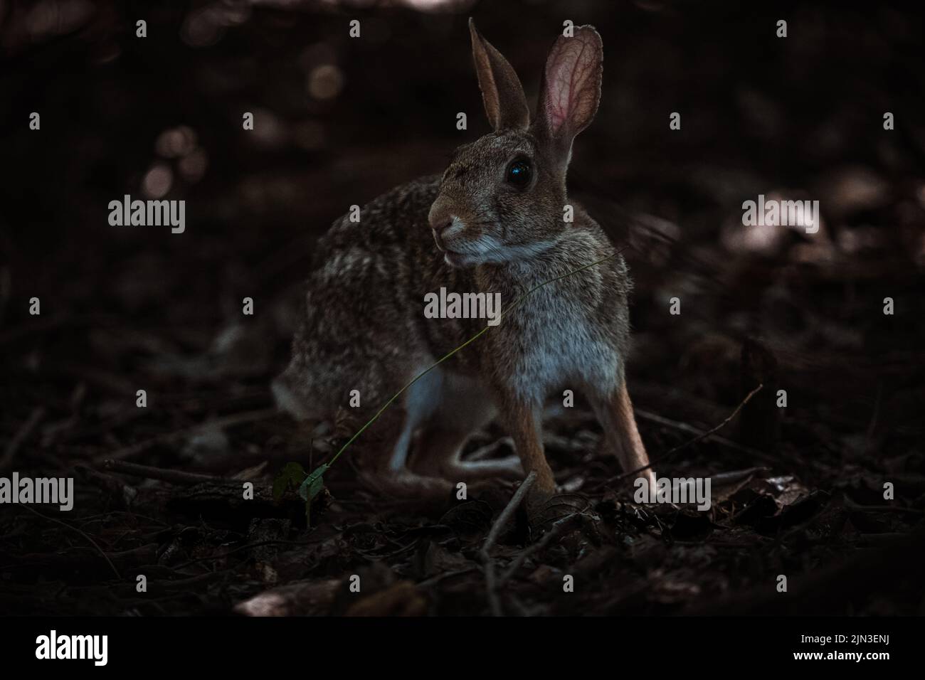 The fluffy rabbit casts a wary glance as he explores the forest Stock ...