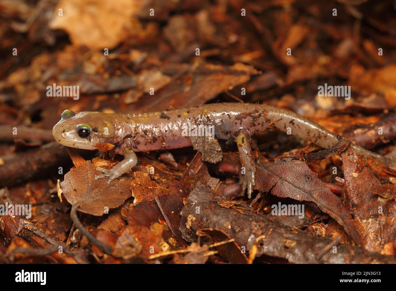 Albinotic young fire salamander (Salamandra salamandra) in its natural habitat Stock Photo