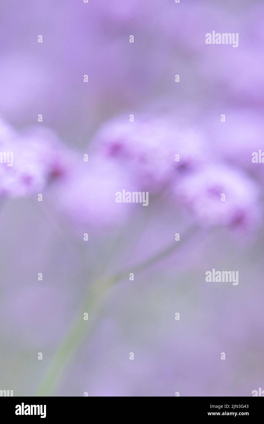 Soft out of focus pastel purple flowers - verbena bonariensis - with copyspace Stock Photo