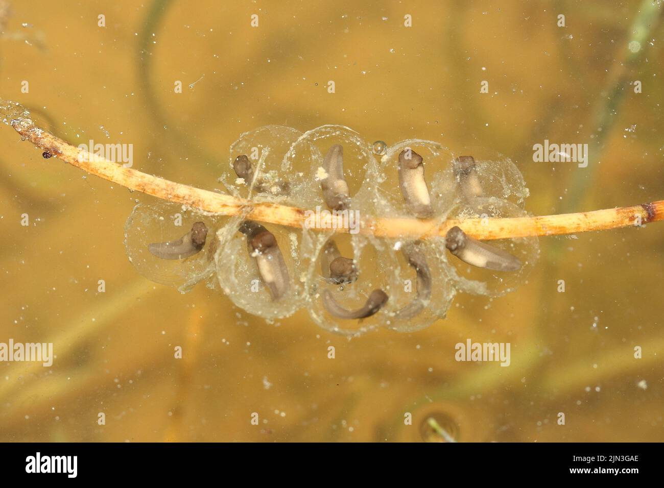 The yellow-bellied toad (Bombina variegata) clutch of eggs with small embryos in the water Stock Photo