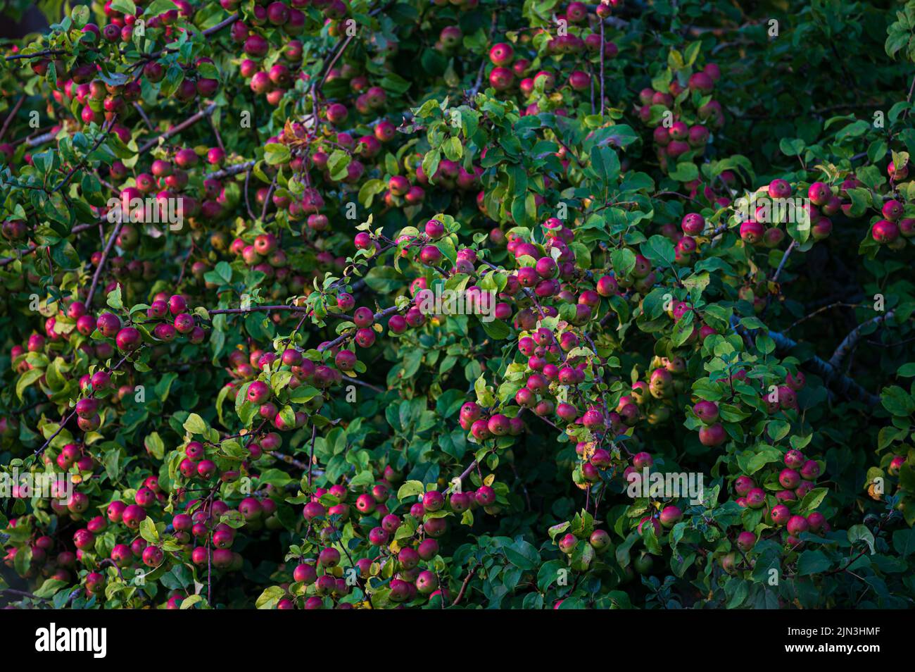 crop of wild apples highlighted by the evning sun in North Norfolk, UK Stock Photo