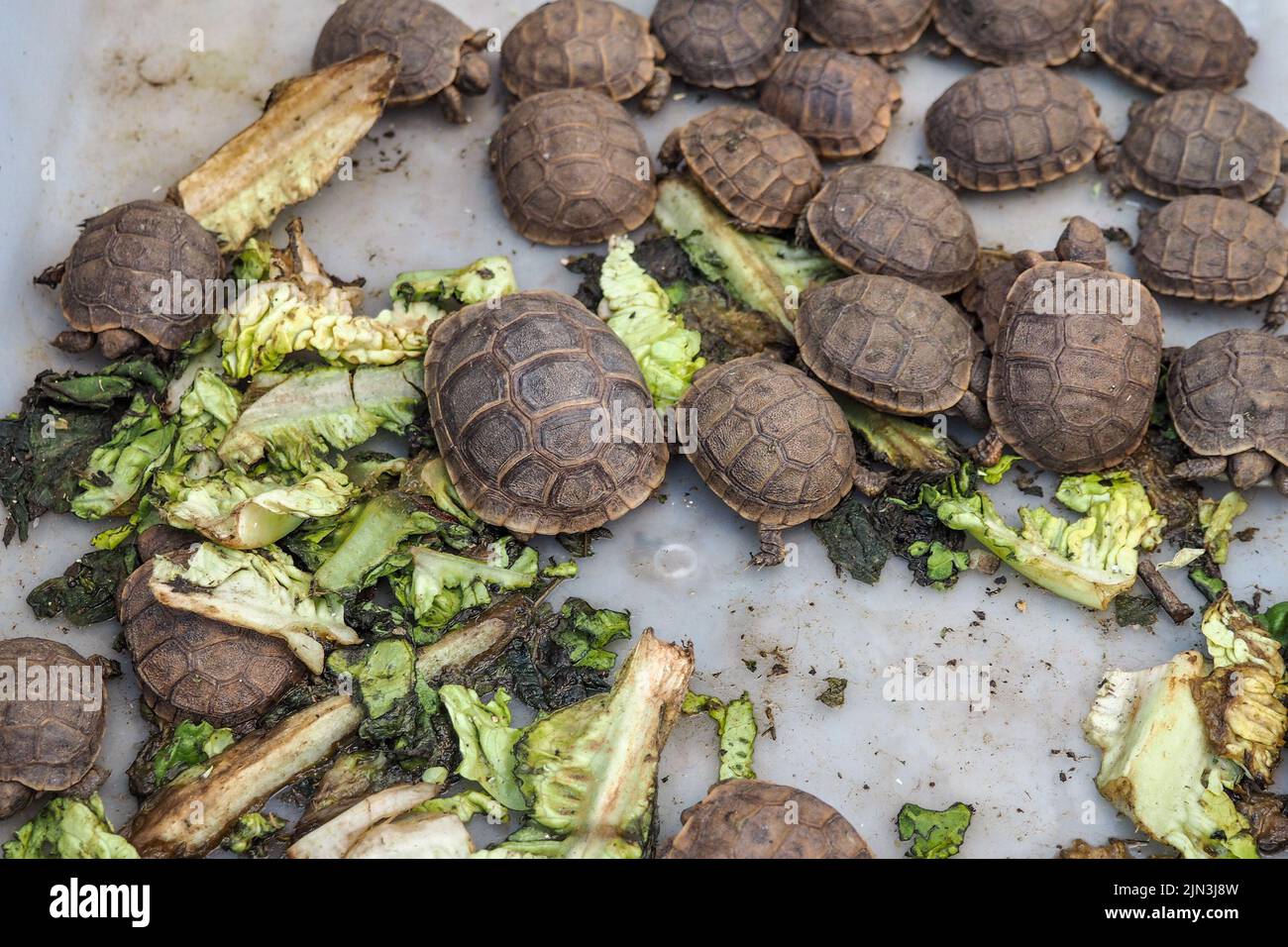 Small tortoises with green vegetables leaves to eat, displayed at